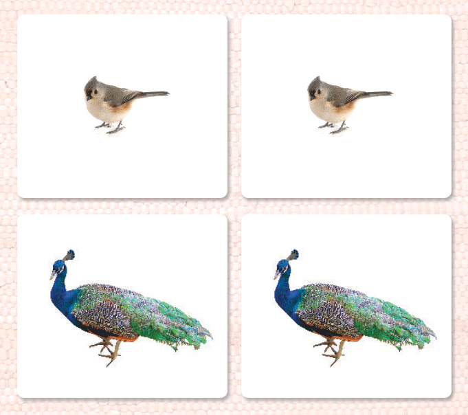 Birds Matching - Maitri Learning