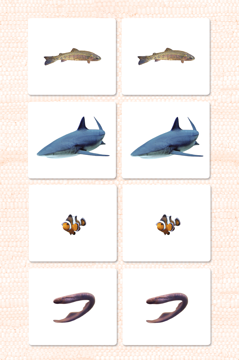 Fish Matching - Maitri Learning