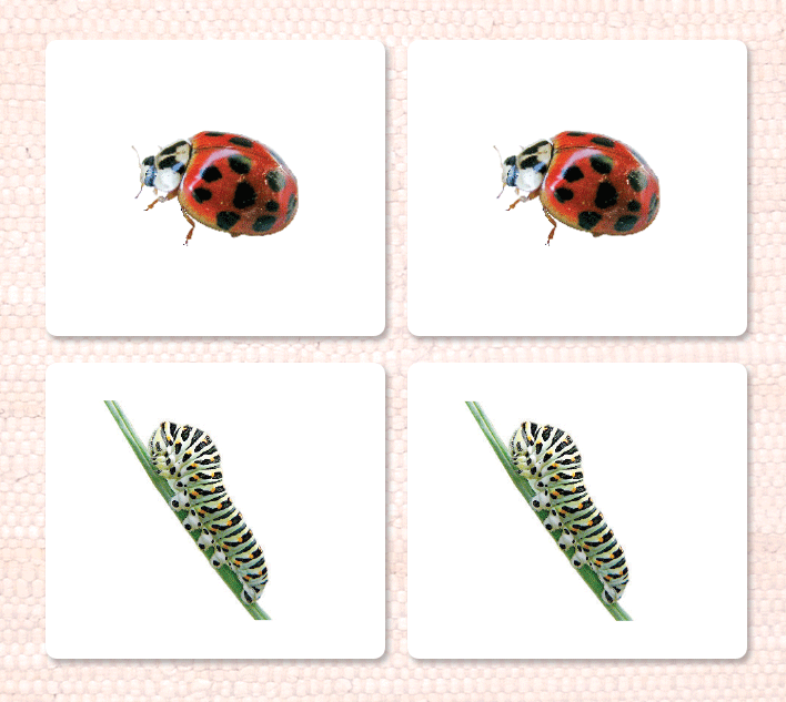 Imperfect Insects Matching - Maitri Learning