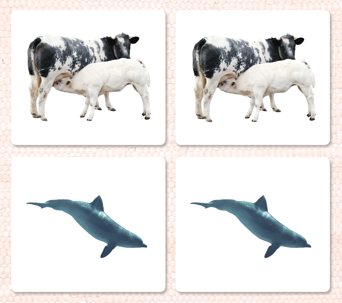 Mammals Matching - Maitri Learning