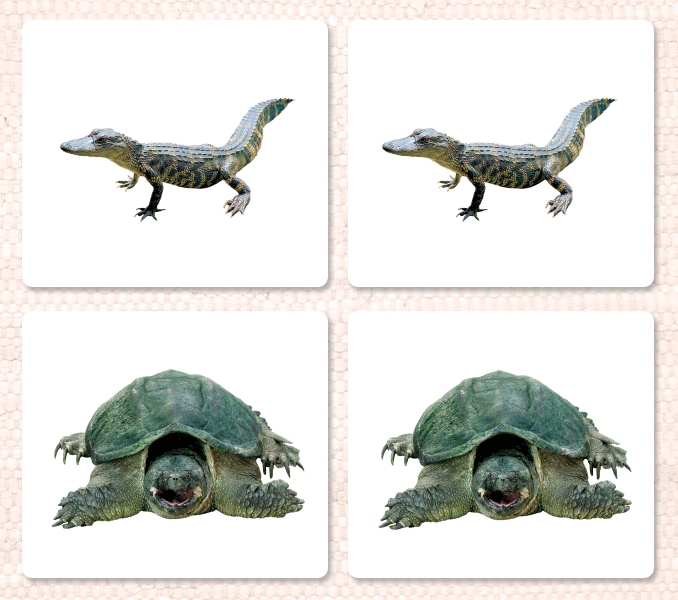 Imperfect Reptiles Matching - Maitri Learning