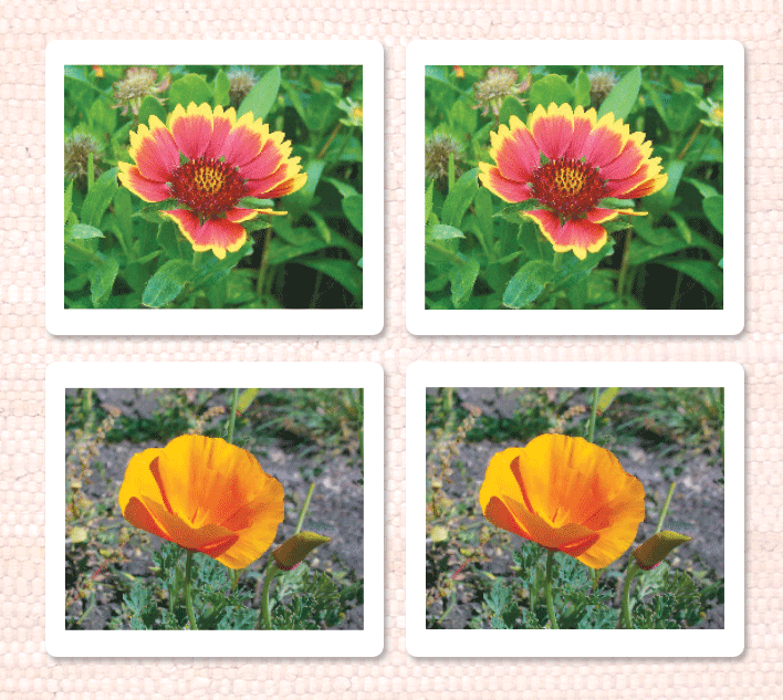 Wildflowers Matching - Maitri Learning
