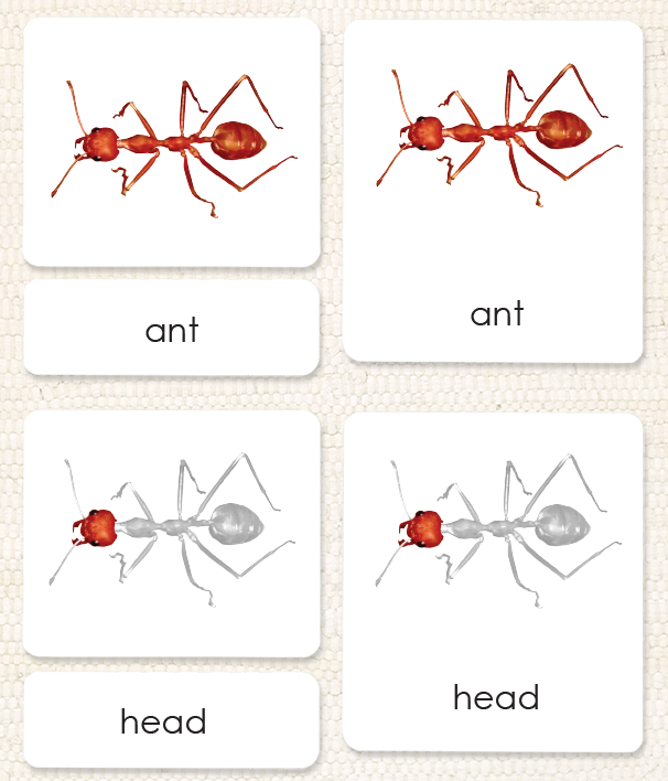 "Parts of" the Ant <p>3-Part Reading - Maitri Learning