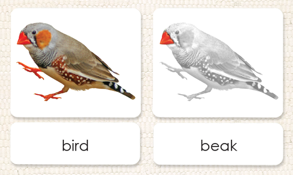 Parts of The Bird Photo Cards Laminated Three-Part External Anatomy Card Set from Maitri Learning
