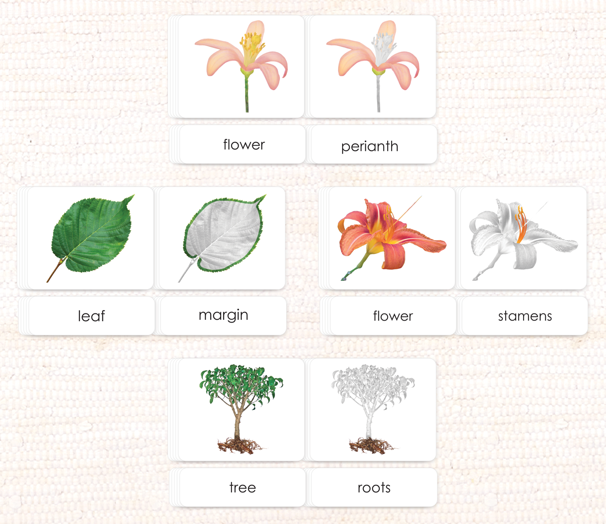 Imperfect Botany "Parts of" 3-Part Set - Maitri Learning