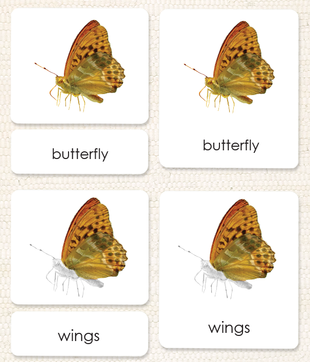 "Parts of" the Butterfly<p>3-Part Reading - Maitri Learning