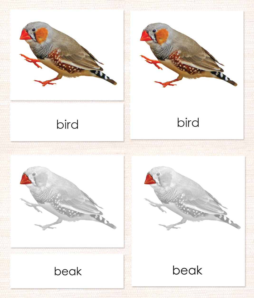 Cardstock Parts of the Bird 3-Part reading cards - Maitri Learning