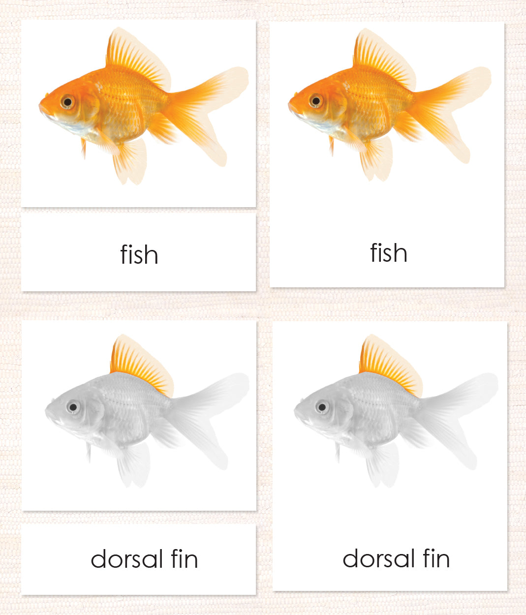 Cardstock Parts of the Fish 3-Part Reading - Maitri Learning