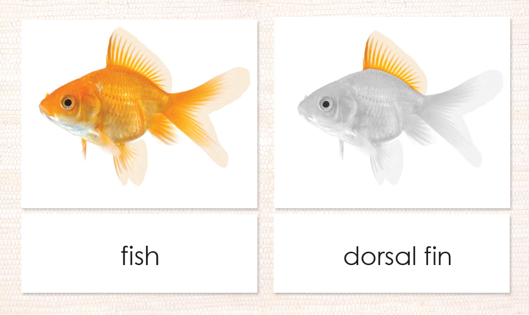 Cardstock Parts of the Fish 3-Part Reading - Maitri Learning