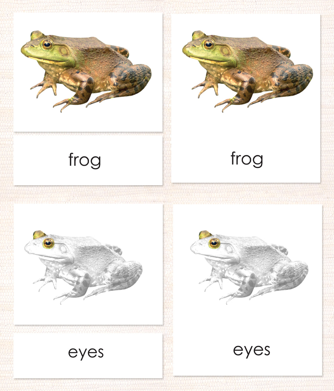 Cardstock Parts of the Frog 3-Part Reading - Maitri Learning