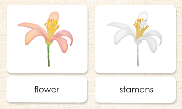"Parts of" the Flower (Dicot) 3-Part Reading - Maitri Learning