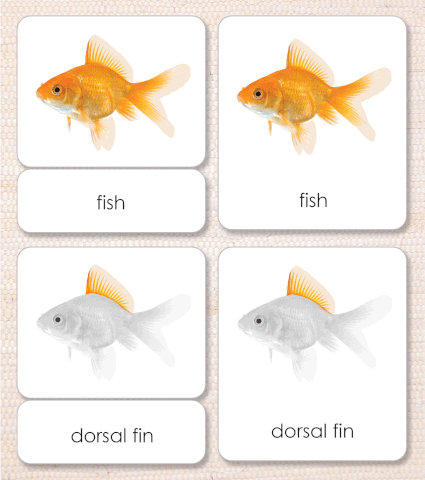 Imperfect "Parts of" the Fish 3-Part Reading - Maitri Learning