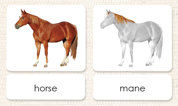 "Parts of" the Horse <p>3-Part Reading - Maitri Learning
