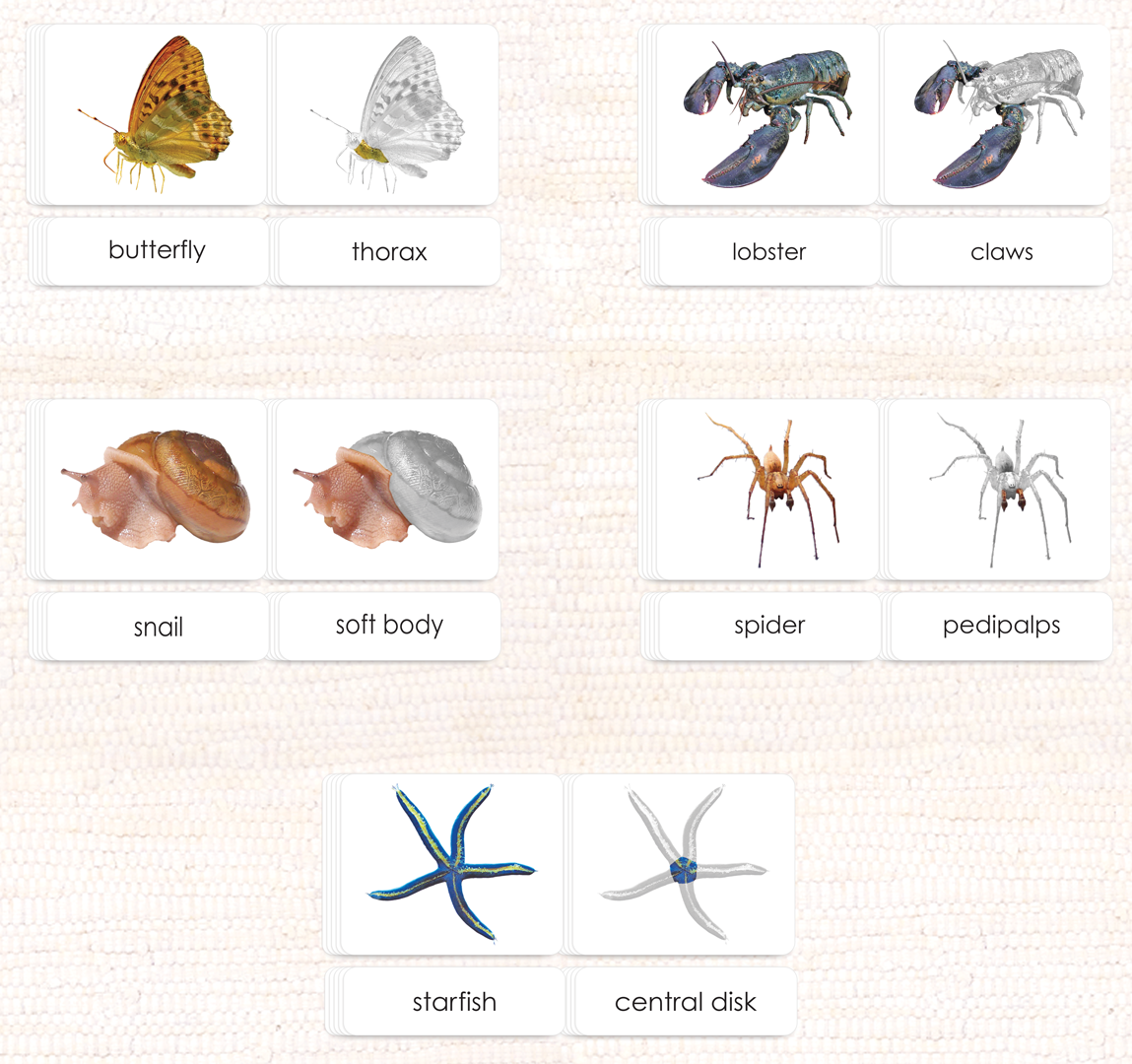 Invertebrates "Parts of" 3-Part Set - Maitri Learning