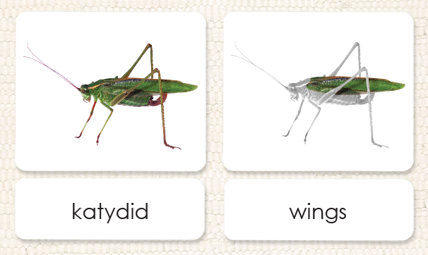 "Parts of" the Katydid<p>3-Part Reading - Maitri Learning