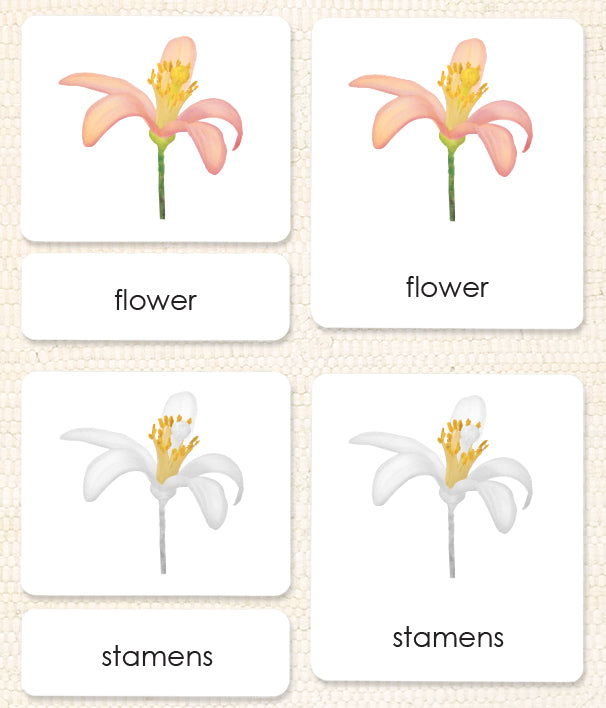 "Parts of" the Flower (Dicot) 3-Part Reading - Maitri Learning