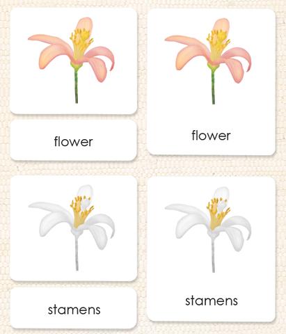 Botany "Parts of" 3-Part Set - Maitri Learning