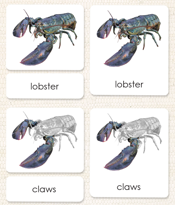 "Parts of" the Lobster 3-Part Reading - Maitri Learning