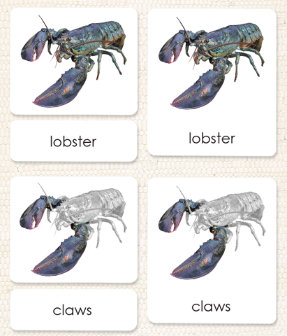 Invertebrates "Parts of" 3-Part Set - Maitri Learning