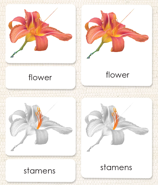 "Parts of" the Flower (Monocot) 3-Part Reading - Maitri Learning