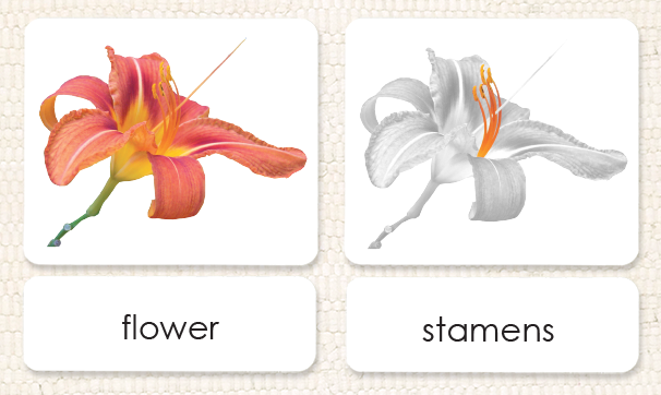 "Parts of" the Flower (Monocot) 3-Part Reading - Maitri Learning