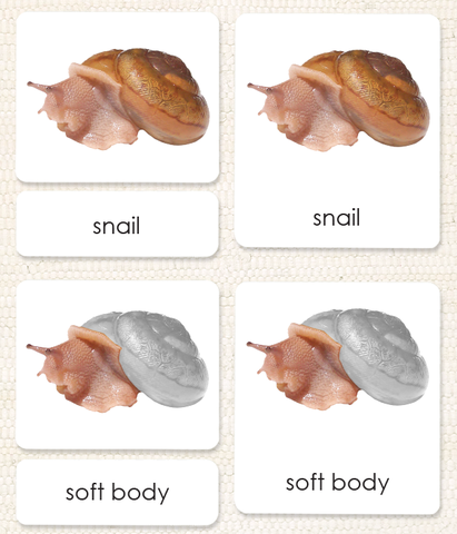 Invertebrates "Parts of" 3-Part Set - Maitri Learning