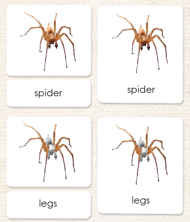"Parts of" the Spider<p>3-Part Reading - Maitri Learning