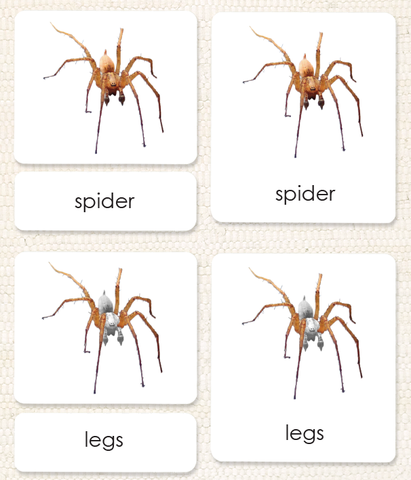 Invertebrates "Parts of" 3-Part Set - Maitri Learning