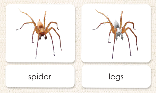 "Parts of" the Spider<p>3-Part Reading - Maitri Learning