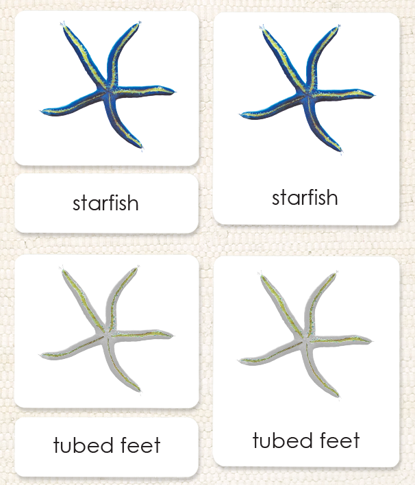 "Parts of" the Sea Star (Starfish)<p>3-Part Reading - Maitri Learning