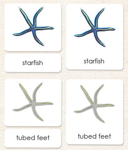 Invertebrates "Parts of" 3-Part Set - Maitri Learning