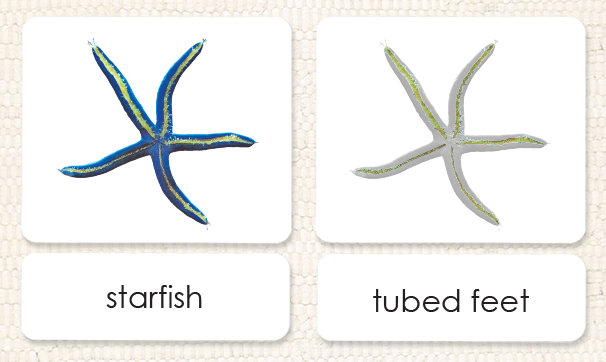 "Parts of" the Sea Star (Starfish)<p>3-Part Reading - Maitri Learning