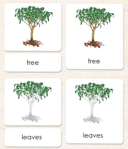 Botany "Parts of" 3-Part Set - Maitri Learning
