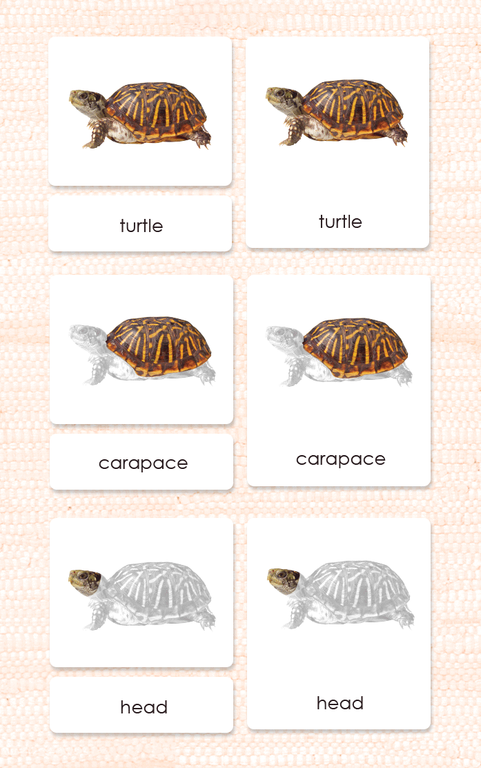 "Parts of" the Turtle <p>3-Part Reading - Maitri Learning