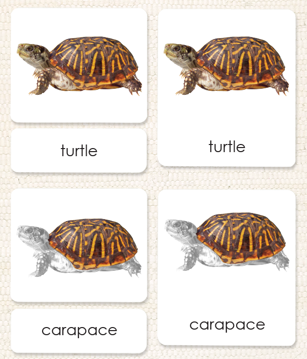 "Parts of" the Turtle <p>3-Part Reading - Maitri Learning