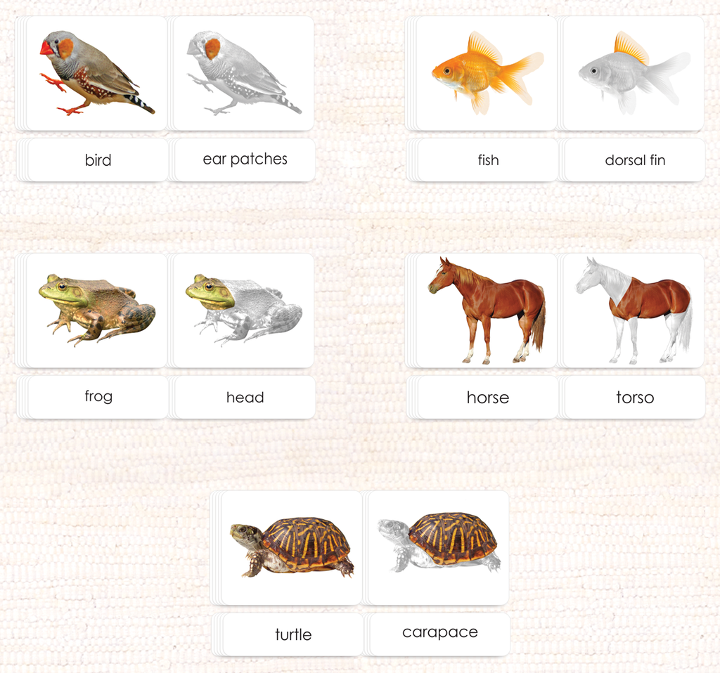 Parts of The Bird Photo Cards Laminated Three-Part External Anatomy Card Set from Maitri Learning