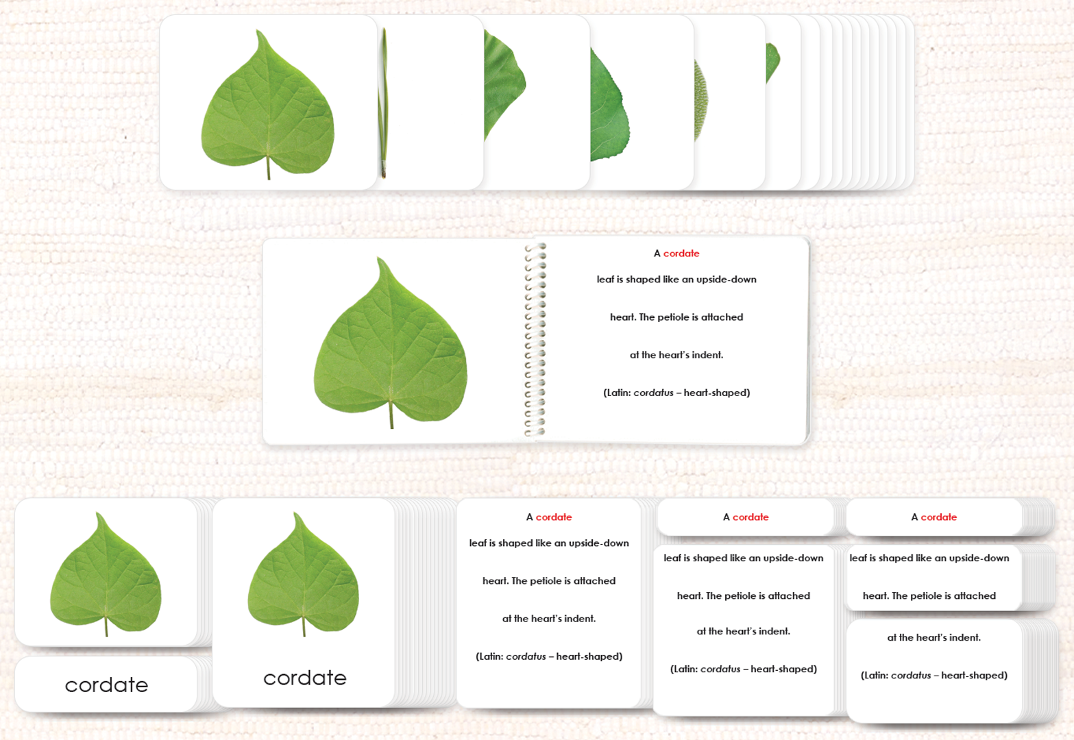 Botany Build-a-Book Bundle - Maitri Learning
