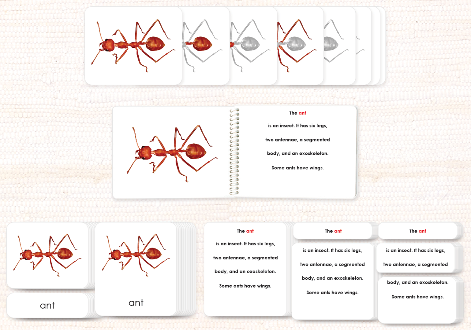 Parts of the Ant Book & Card Set - Maitri Learning