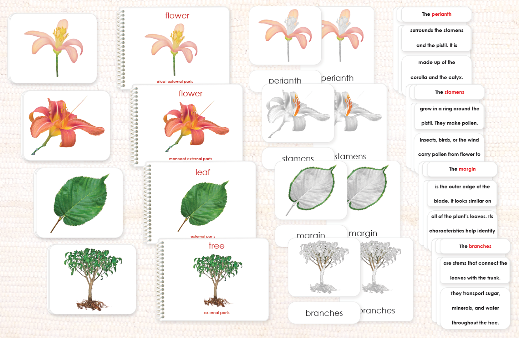 Botany "Parts of" Book & Card Set/4 - Maitri Learning