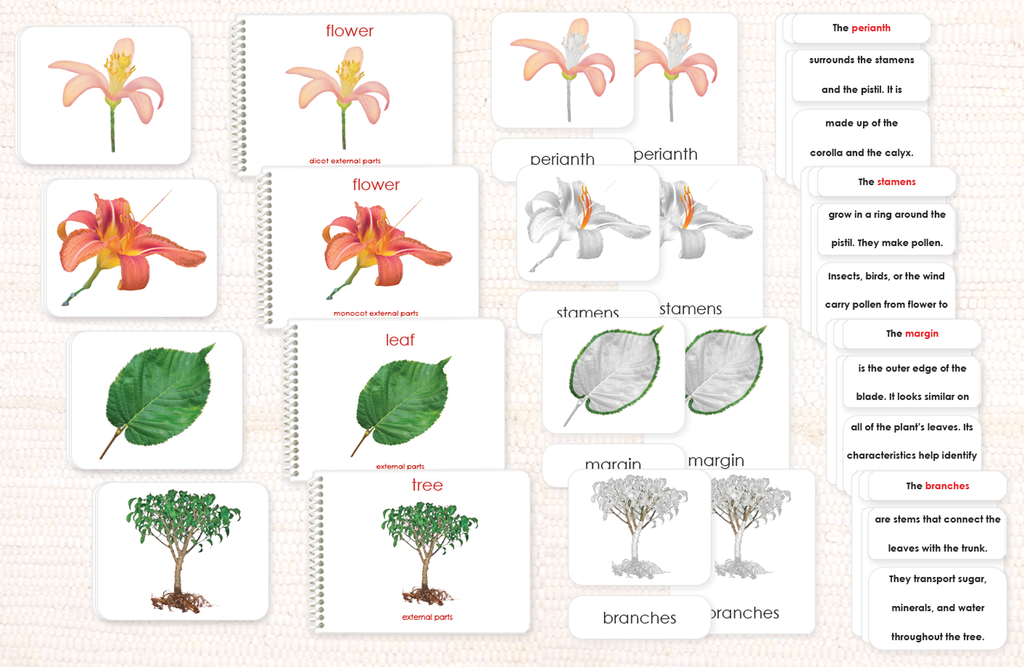 SCHOOL Items VOCABULARY FRENCH Worksheetteaching Resources -  Israel