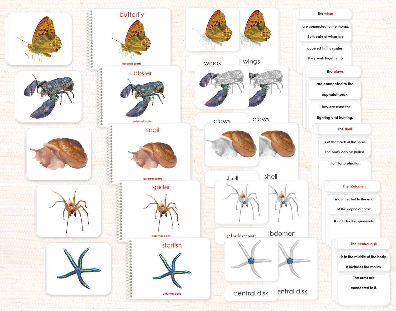 Invertebrates "Parts of" Book & Card Set/5 - Maitri Learning