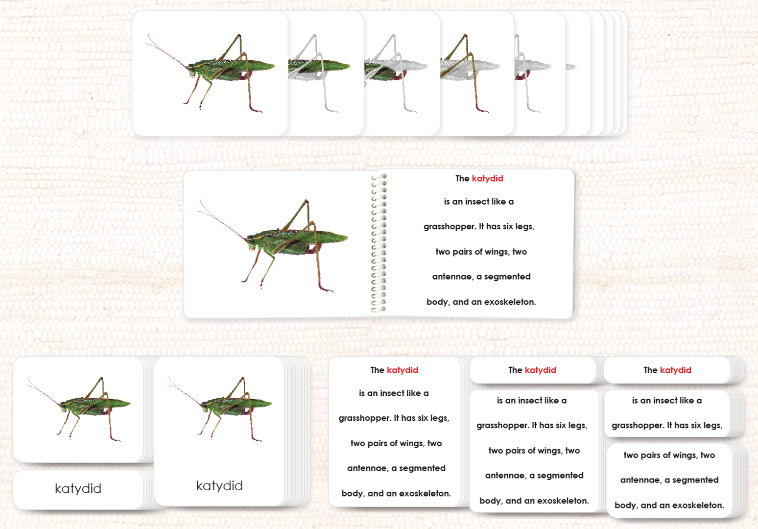 Parts of the Katydid Book & Card Set - Maitri Learning