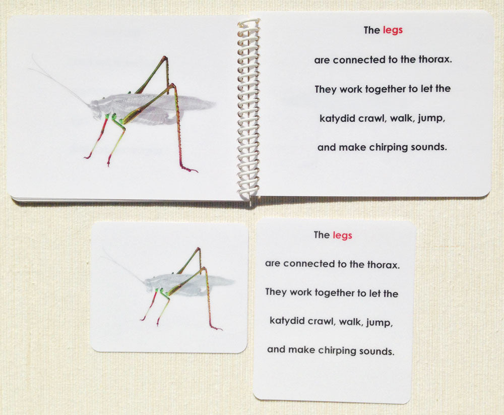 "Parts of" the Katydid Book & Card Set - Maitri Learning