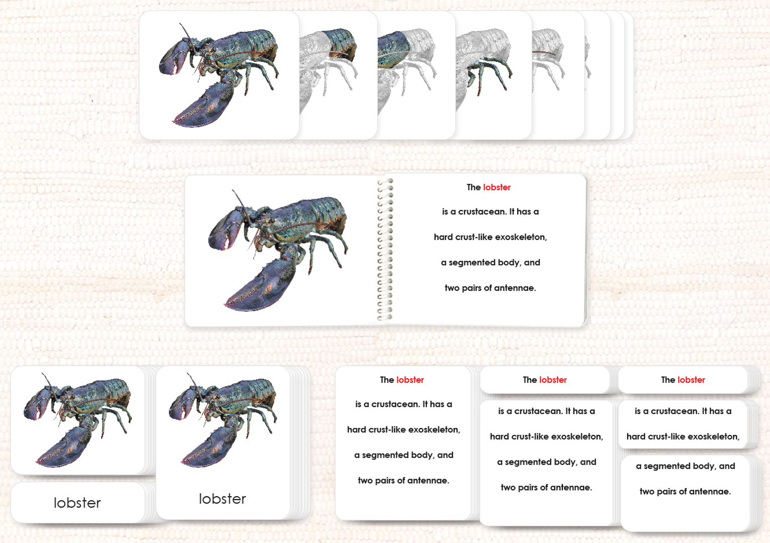 Parts of the Lobster Book & Card Set - Maitri Learning