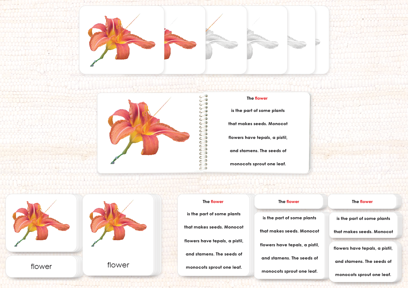 Parts of the Flower (Monocot) Book & Card Set - Maitri Learning