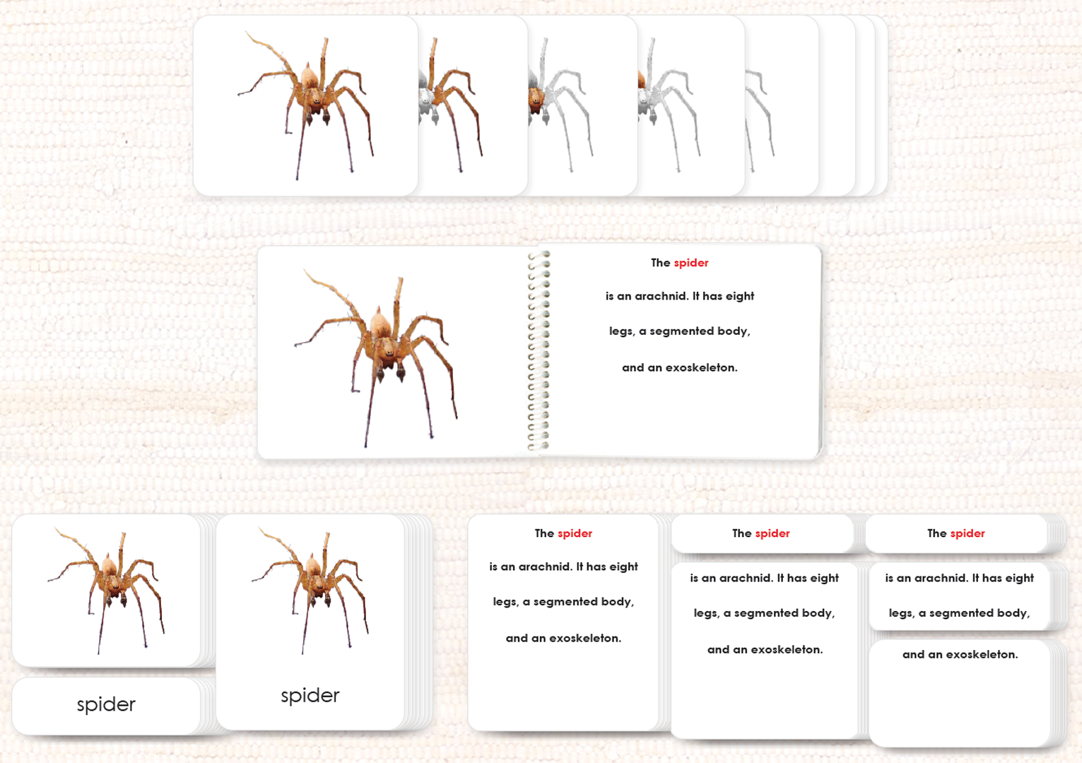 Parts of the Spider Book & Card Set - Maitri Learning