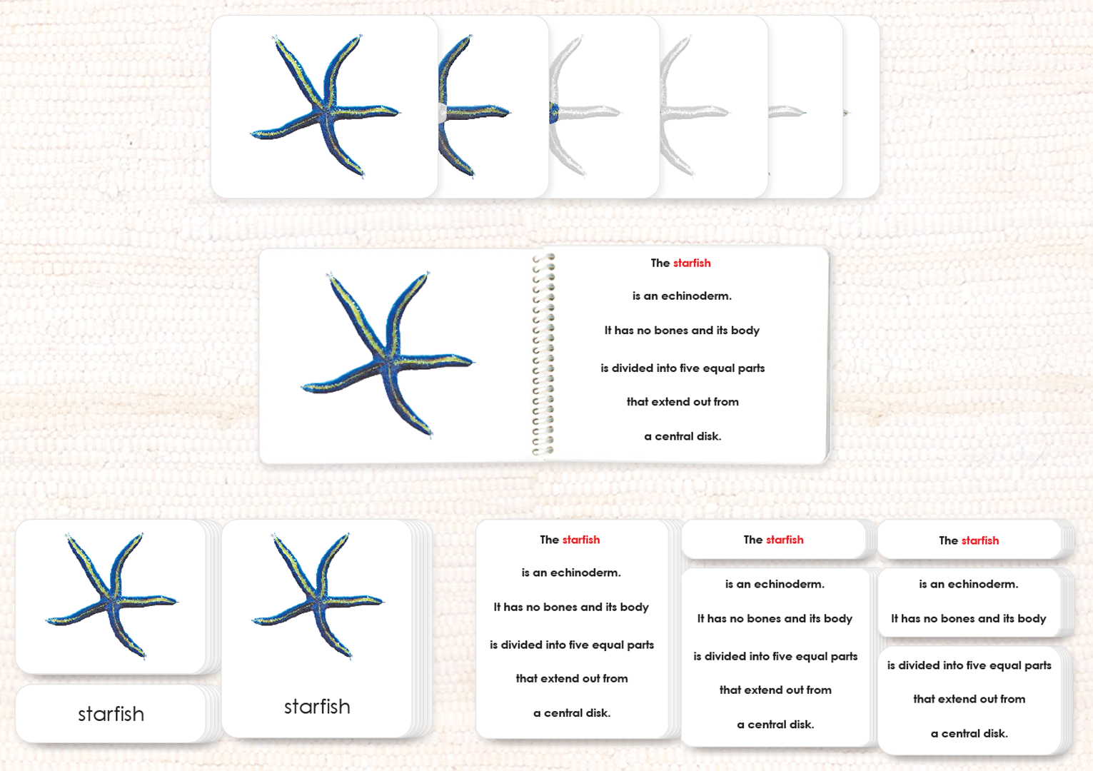 Parts of the Sea Star (Starfish) Book & Card Set - Maitri Learning
