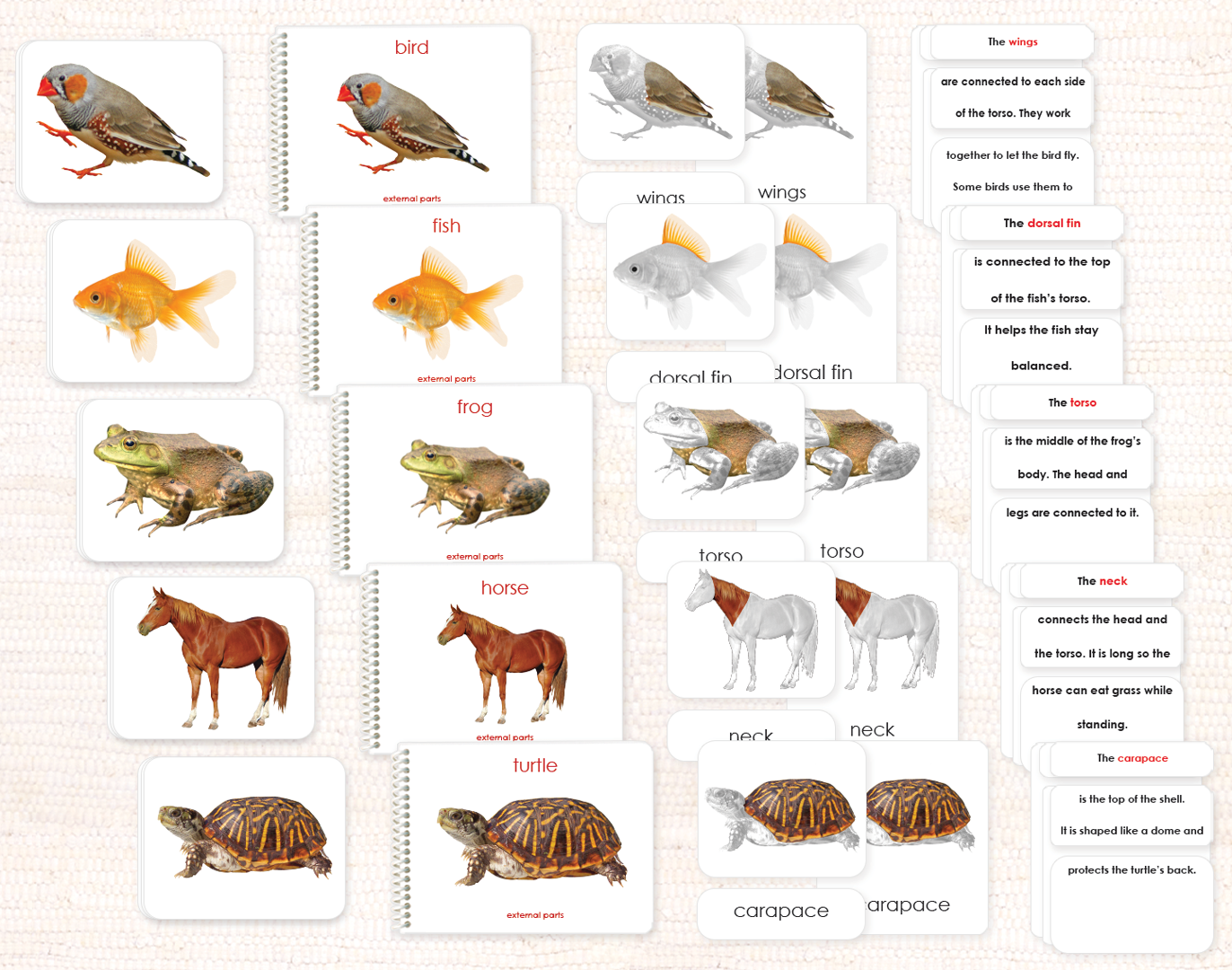 Vertebrates "Parts of" Book & Card Set/5 - Maitri Learning