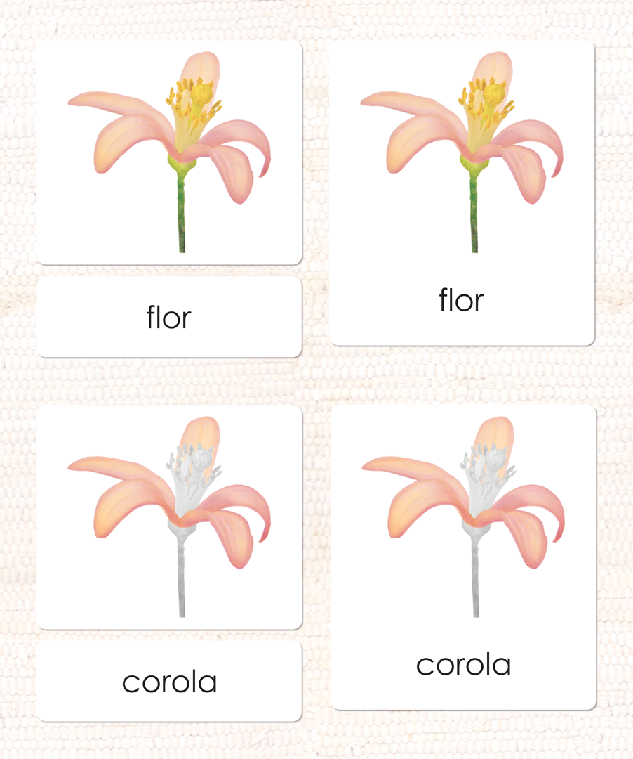 Spanish Parts of the Flower (Dicot) 3-Part Cards - Maitri Learning