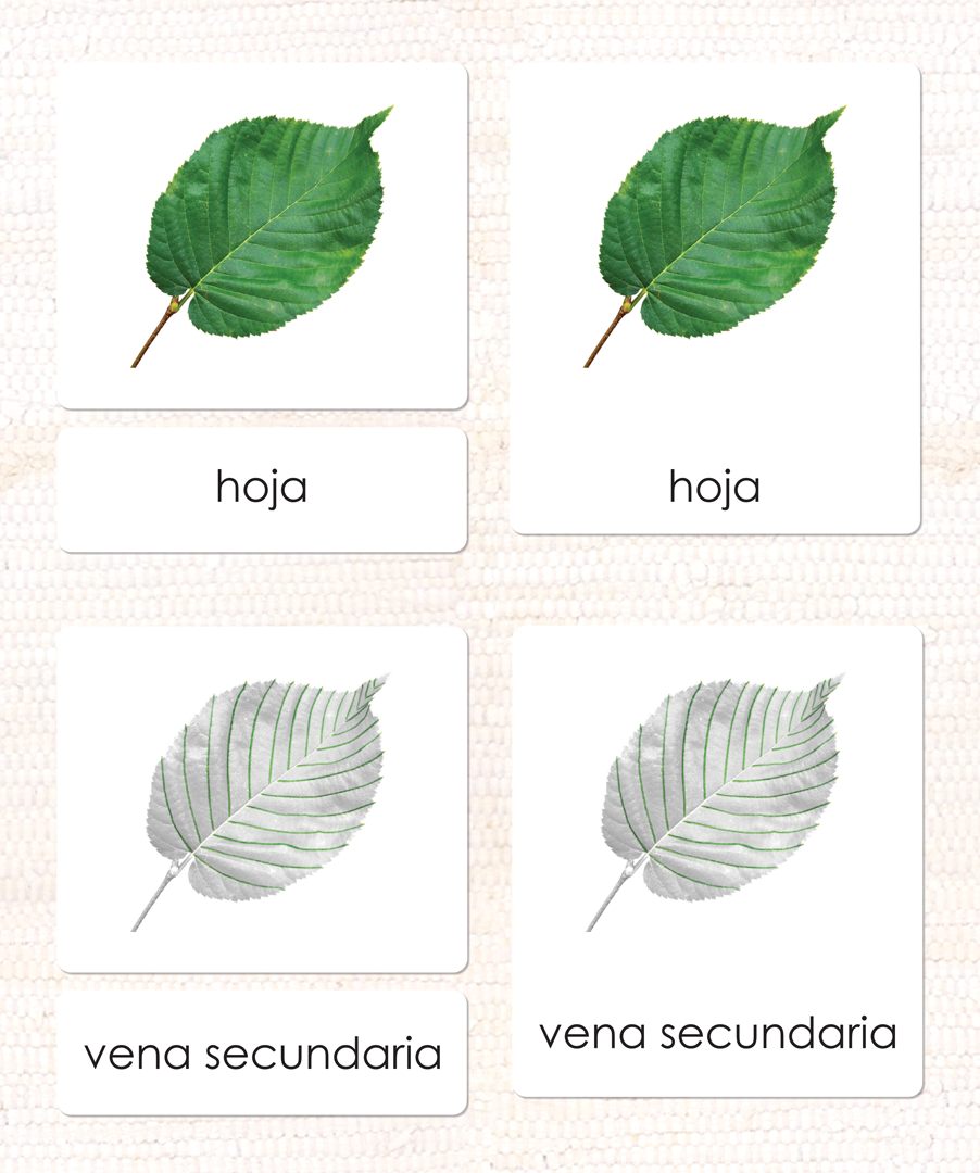 Spanish Parts of the Leaf 3-Part Cards - Maitri Learning